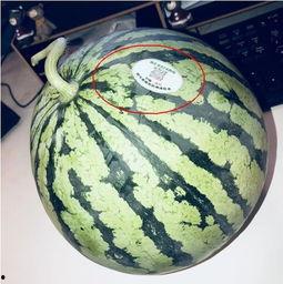 吃网红瓜违法吗,法律边界在哪里？